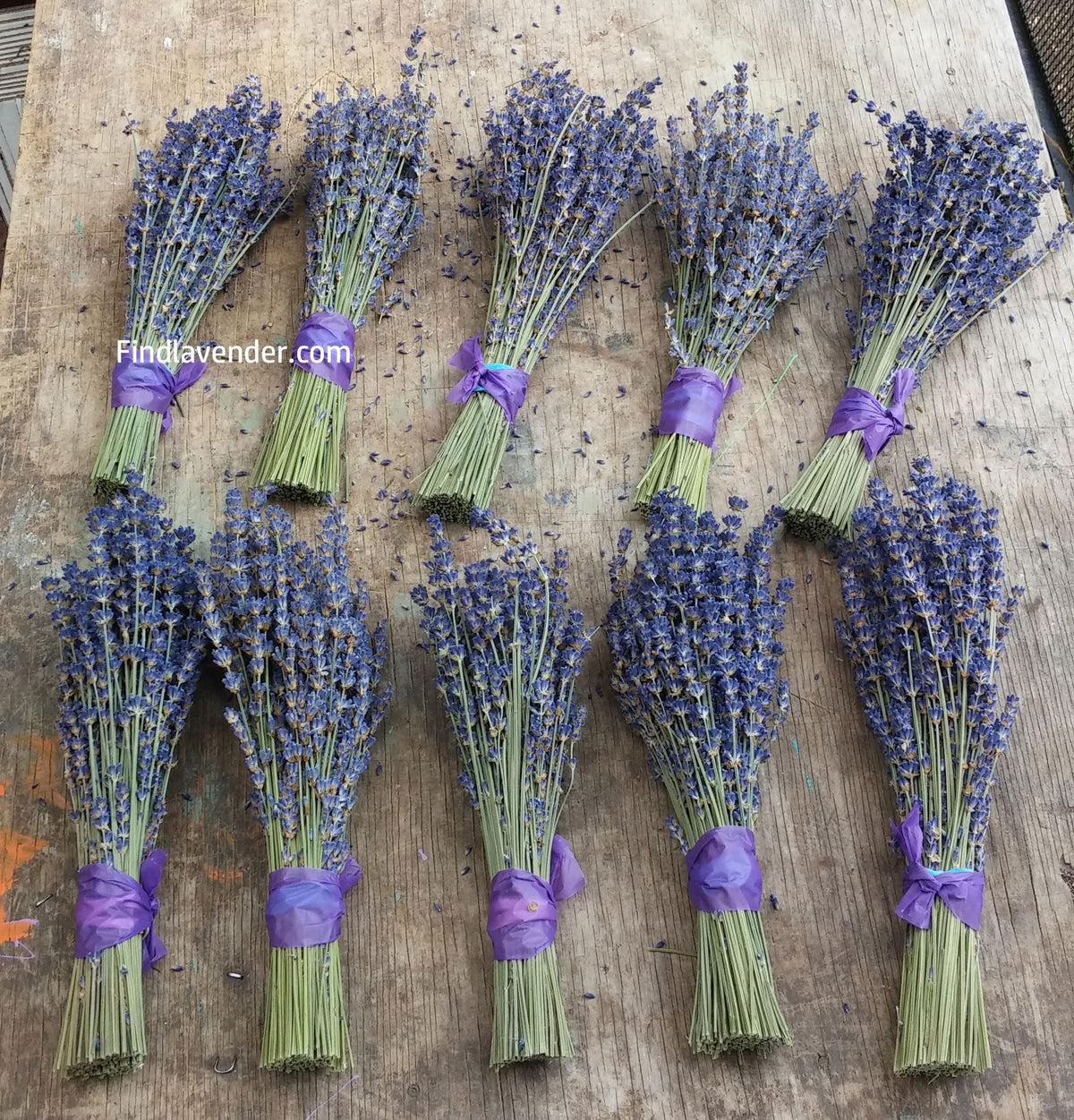 Dried Lavender Bundles 8-10 inch Small Pack of 10 Home Decor